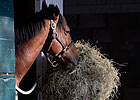 Feeding Racehorses Feeding Racehorses