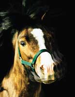 Headshaking Has Many Possible Causes Headshaking Has Many Possible Causes