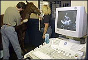 Vet, Cardiologist Look at Foal's Heart Vet, Cardiologist Look at Foal's Heart