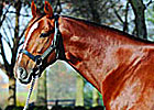 Heatseeker's First Foal Is a Filly Heatseeker's First Foal Is a Filly