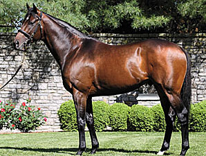 Henrythenavigator's First Foal Henrythenavigator's First Foal