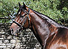 Henrythenavigator's First Foal