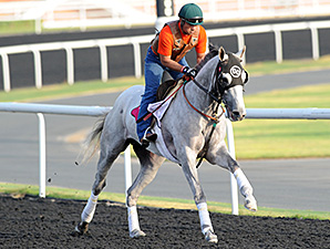 He's Had Enough, Dice Flavor Try UAE Derby He's Had Enough, Dice Flavor Try UAE Derby