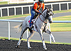 He's Had Enough, Dice Flavor Try UAE Derby He's Had Enough, Dice Flavor Try UAE Derby
