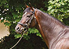 Champion High Chaparral Euthanized at 15 Champion High Chaparral Euthanized at 15