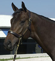 Business Declines At Fasig-Tipton Calder Auction Business Declines At Fasig-Tipton Calder Auction