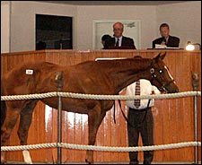 Helmsman Filly Tops Barretts Summer Sale Helmsman Filly Tops Barretts Summer Sale