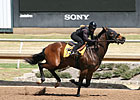 Valid Expectations Colt Tops FT Texas Sale