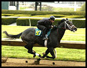 Unbridled's Song Colt Tops Keeneland Sale; Average at Record Level Unbridled's Song Colt Tops Keeneland Sale; Average at Record Level