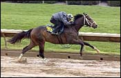 Keeneland Sale Workouts Marred by Fatal Injury; Forestry Colt Has Best Time Keeneland Sale Workouts Marred by Fatal Injury; Forestry Colt Has Best Time