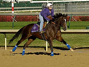 Hollywood Story's First Foal Hollywood Story's First Foal