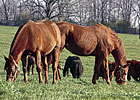 Industry Poised to Make Strides in Aftercare Industry Poised to Make Strides in Aftercare