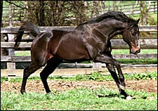 Champion Sprinter Housebuster Dead Champion Sprinter Housebuster Dead