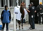 On Location: I'll Have Another's Belmont Bath