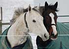 Inside Track: Folly Good Fellow