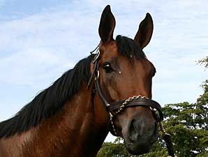 Invasor's First Foal Is a Colt Invasor's First Foal Is a Colt