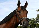 Invasor's First Foal Is a Colt Invasor's First Foal Is a Colt