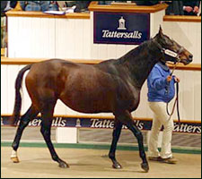 Ipi Tombe Tops Tattersalls Second Session Ipi Tombe Tops Tattersalls Second Session