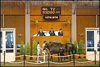 Sunday Silence Colt, Sold for Nearly $2.8 Million, Tops First Day of Japan Sale Sunday Silence Colt, Sold for Nearly $2.8 Million, Tops First Day of Japan Sale