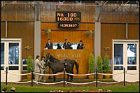 Japanese Foal Sale Ends With Record Gross; Giant's Causeway Colt Brings $1.35 Million Japanese Foal Sale Ends With Record Gross; Giant's Causeway Colt Brings $1.35 Million