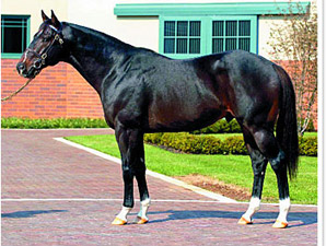 Kafwain to Stand at Tommy Town Kafwain to Stand at Tommy Town