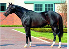 Kafwain to Stand at Tommy Town Kafwain to Stand at Tommy Town