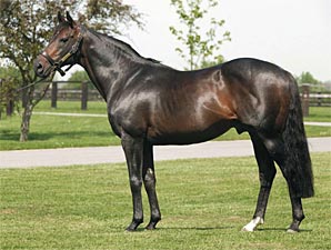 Dual Derby Winner Kahyasi Dead Dual Derby Winner Kahyasi Dead