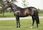 Dual Derby Winner Kahyasi Dead