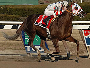 Kazoo to Stand at Bogart Stables Kazoo to Stand at Bogart Stables