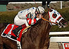 Kazoo to Stand at Bogart Stables Kazoo to Stand at Bogart Stables