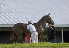 Sons of Giant's Causeway, Maria's Mon Looking Good at Keeneland Sons of Giant's Causeway, Maria's Mon Looking Good at Keeneland