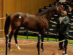 Giant's Causeway Colt Sells for $950,000 Giant's Causeway Colt Sells for $950,000