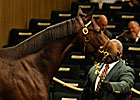 Giant's Causeway Colt Sells for $950,000 Giant's Causeway Colt Sells for $950,000