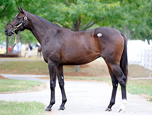 Last Storm Cat Sale Offspring Brings $285,000 Last Storm Cat Sale Offspring Brings $285,000