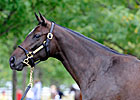 Last Storm Cat Sale Offspring Brings $285,000 Last Storm Cat Sale Offspring Brings $285,000