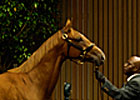 A.P. Indy Filly RNAs for $1,250,000
