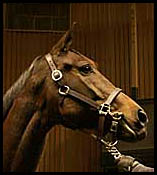 Our Dani, Dam Of You, Brings $625,000 At Keeneland Our Dani, Dam Of You, Brings $625,000 At Keeneland
