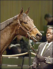 Forever Partners Sells For $410,000 as Keeneland January Sale Opens Forever Partners Sells For $410,000 as Keeneland January Sale Opens