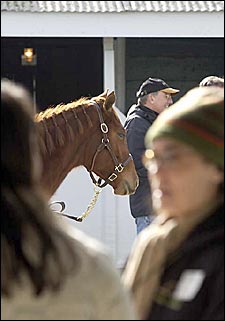 Keeneland January Mixed Sale Starts Monday Keeneland January Mixed Sale Starts Monday