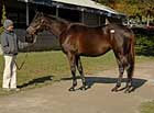 Lots of Action as Keeneland Sale Begins