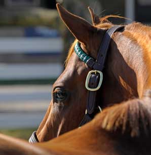 Declines Continue at Keeneland Declines Continue at Keeneland