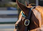 Declines Continue at Keeneland Declines Continue at Keeneland