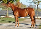 Ermine Brings $1.3 Million at Keeneland