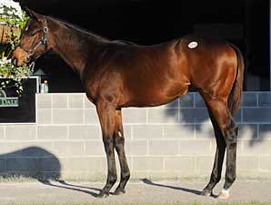 Filly Out of Teeming Brings $1.475 Filly Out of Teeming Brings $1.475