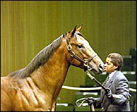 Keeneland Sale: Speed from the Gate Keeneland Sale: Speed from the Gate