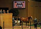 Azeri's First Foal Fails to Sell Azeri's First Foal Fails to Sell