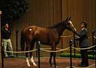 Keeneland September Sale Slumps at Start