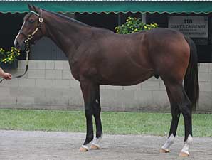 Storm Cat-Tranquility Lake Colt Out Storm Cat-Tranquility Lake Colt Out