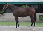 Storm Cat-Tranquility Lake Colt Out