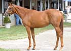 Keeneland Day Two Is For Big Brown Fans